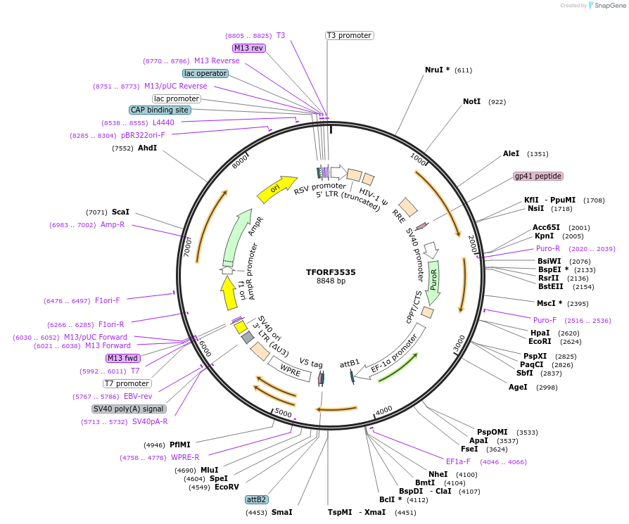 145011-plasmid-map-sequence-id-287147