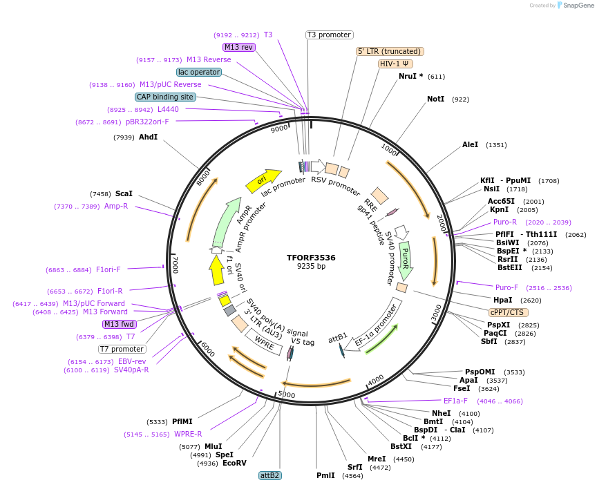 145012-plasmid-map-sequence-id-287150
