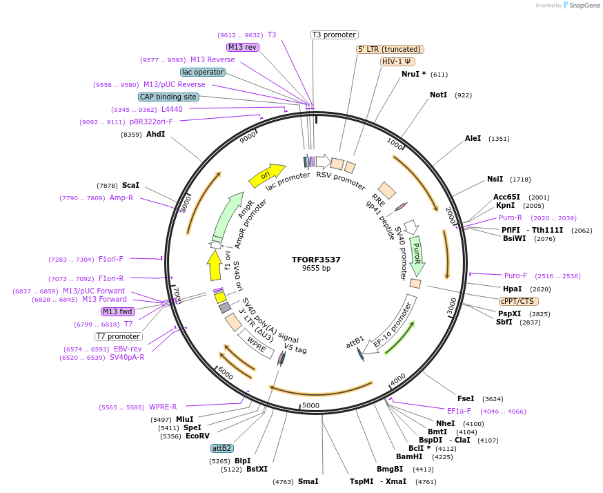 145013-plasmid-map-sequence-id-287153