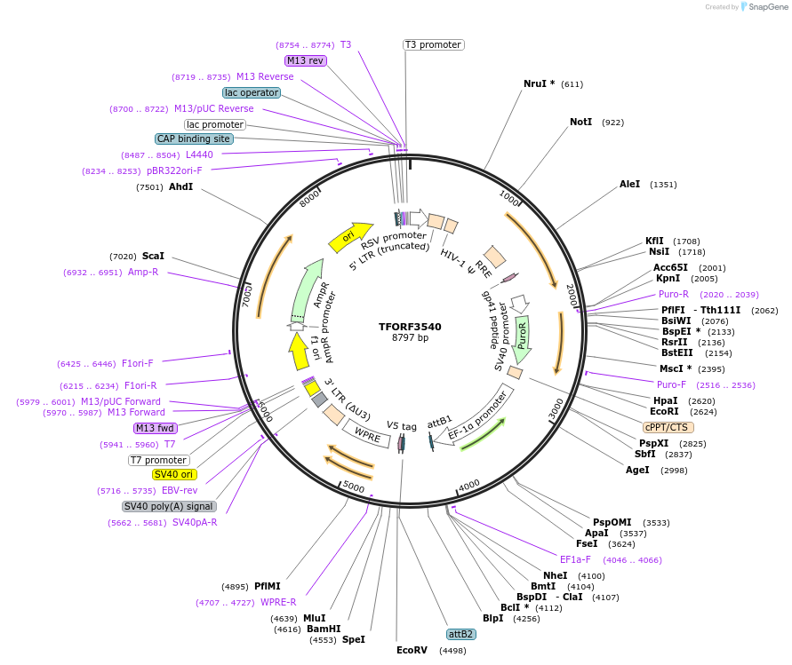 145016-plasmid-map-sequence-id-287162