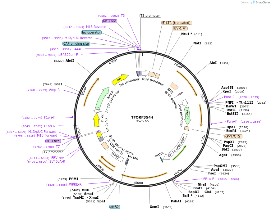 145020-plasmid-map-sequence-id-287174
