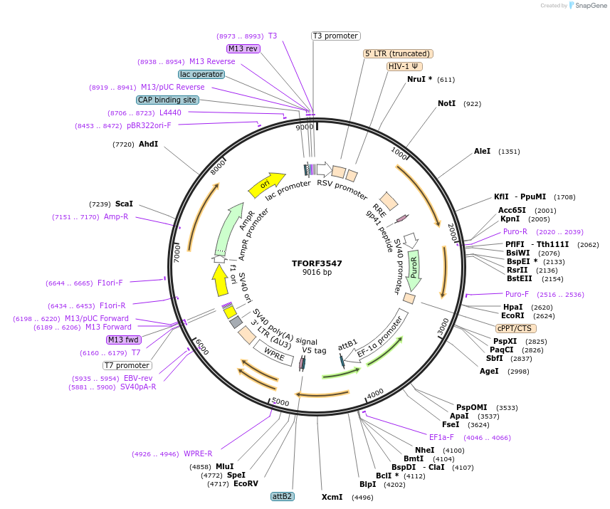 145023-plasmid-map-sequence-id-287183