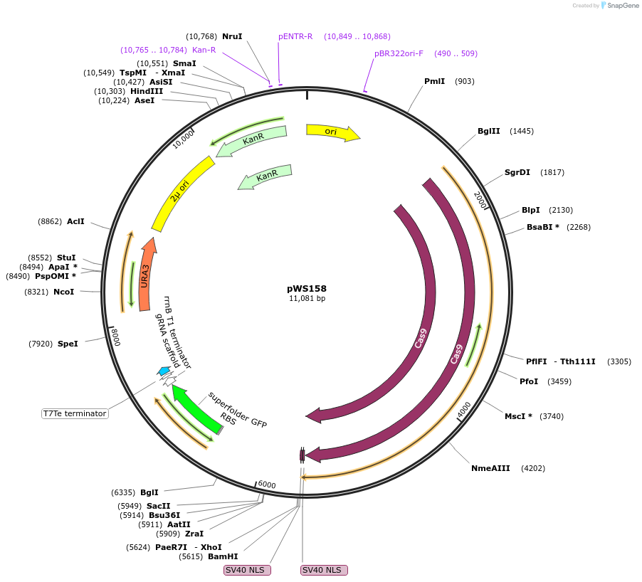 90517-plasmid-map-sequence-id-287206