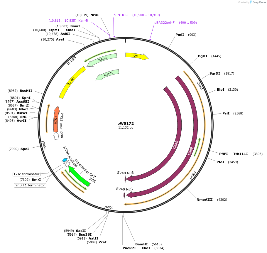 90519-plasmid-map-sequence-id-287208