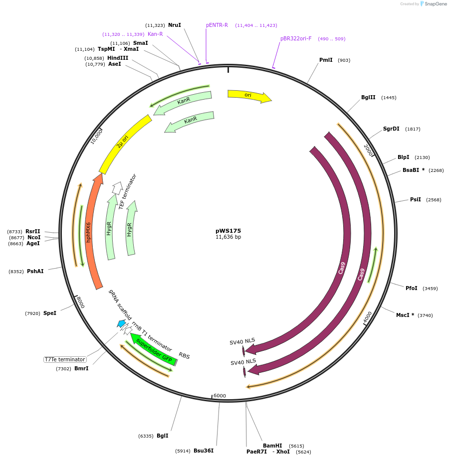 90962-plasmid-map-sequence-id-287209