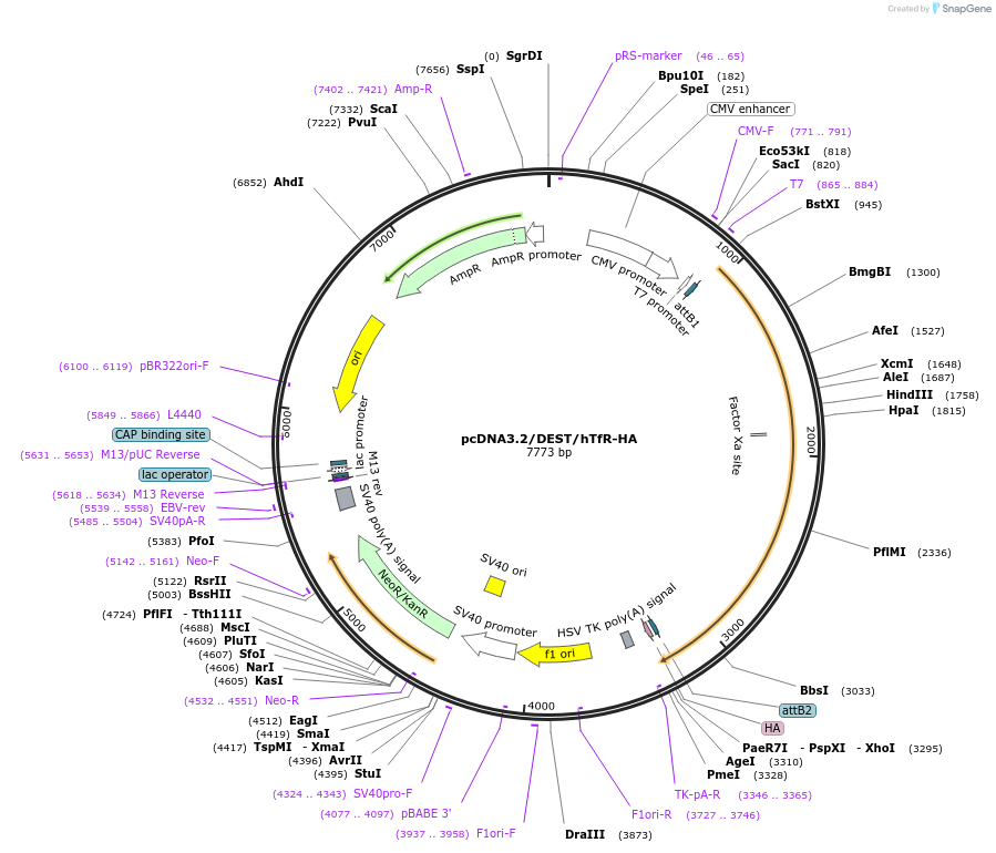 69610-plasmid-map-sequence-id-287372