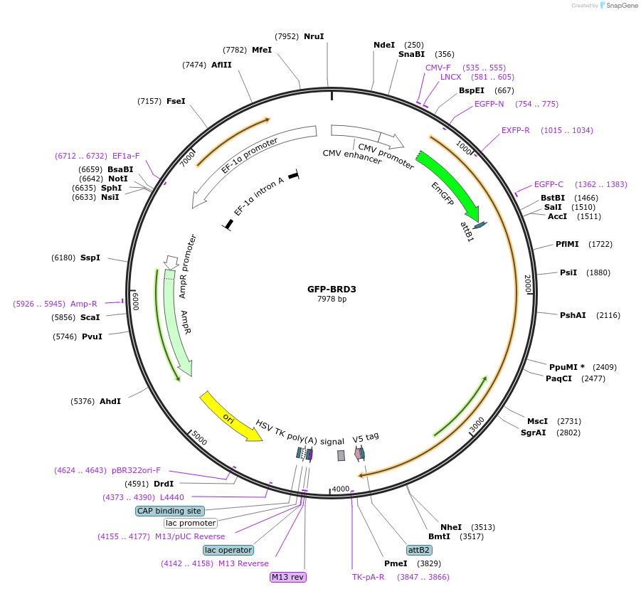 65377-plasmid-map-sequence-id-287374