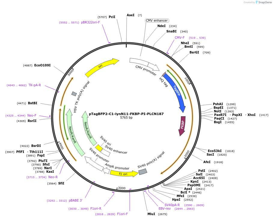 139308-plasmid-map-sequence-id-287378