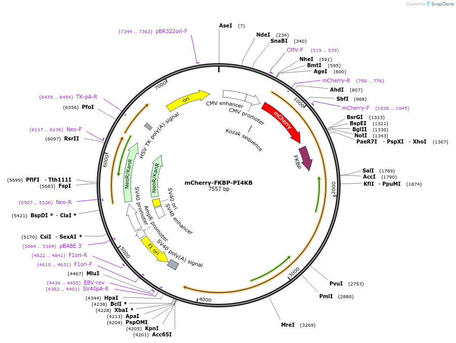 139310-plasmid-map-sequence-id-287389