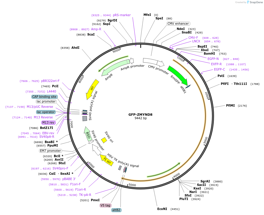 65401-plasmid-map-sequence-id-287392