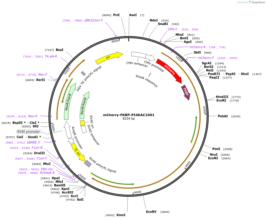 139311-plasmid-map-sequence-id-287394