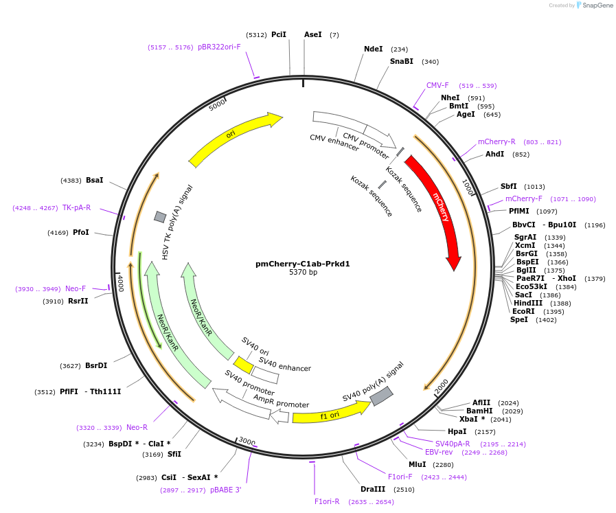 139314-plasmid-map-sequence-id-287400