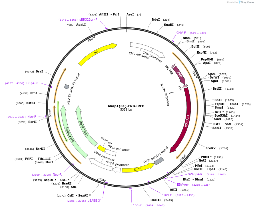 139315-plasmid-map-sequence-id-287401
