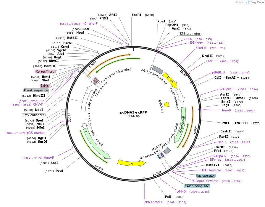 67830-plasmid-map-sequence-id-287406