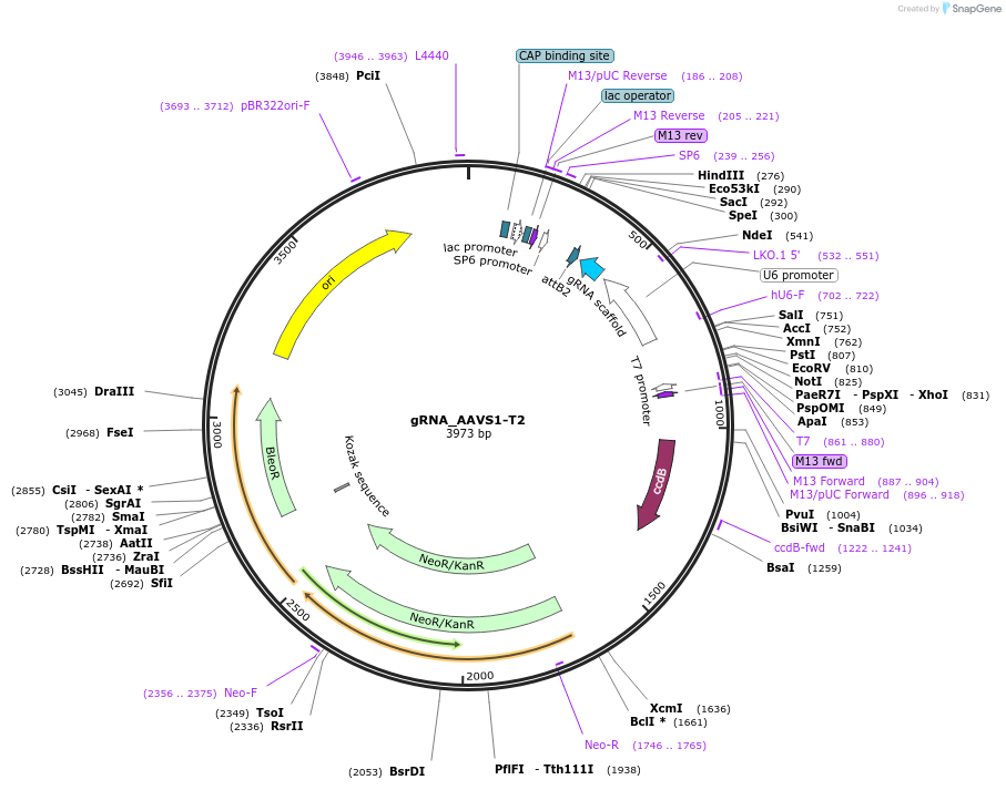 41818-plasmid-map-sequence-id-287407