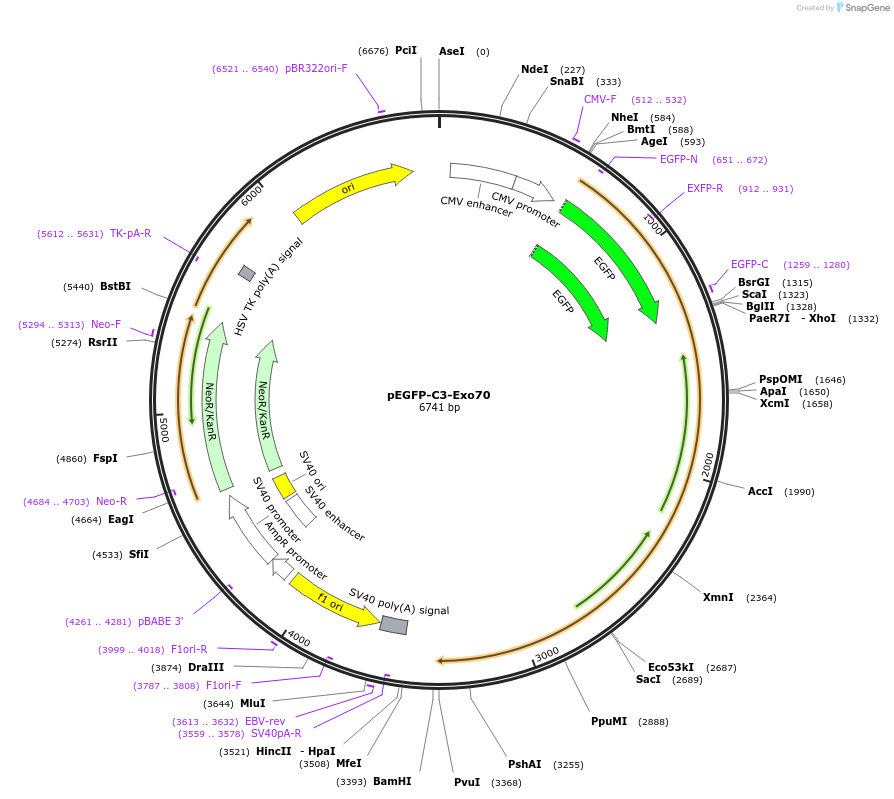 53761-plasmid-map-sequence-id-287409