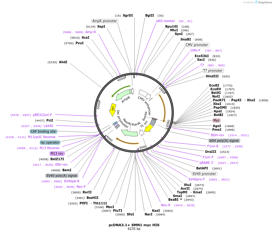 71687-plasmid-map-sequence-id-287410