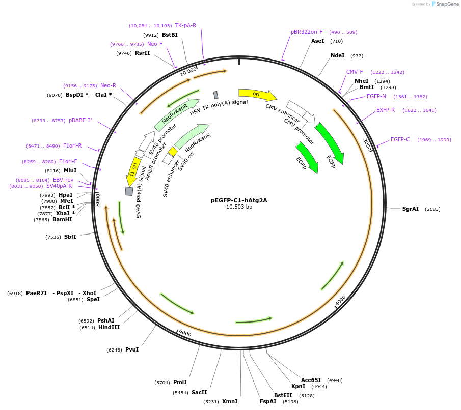 36456-plasmid-map-sequence-id-287411