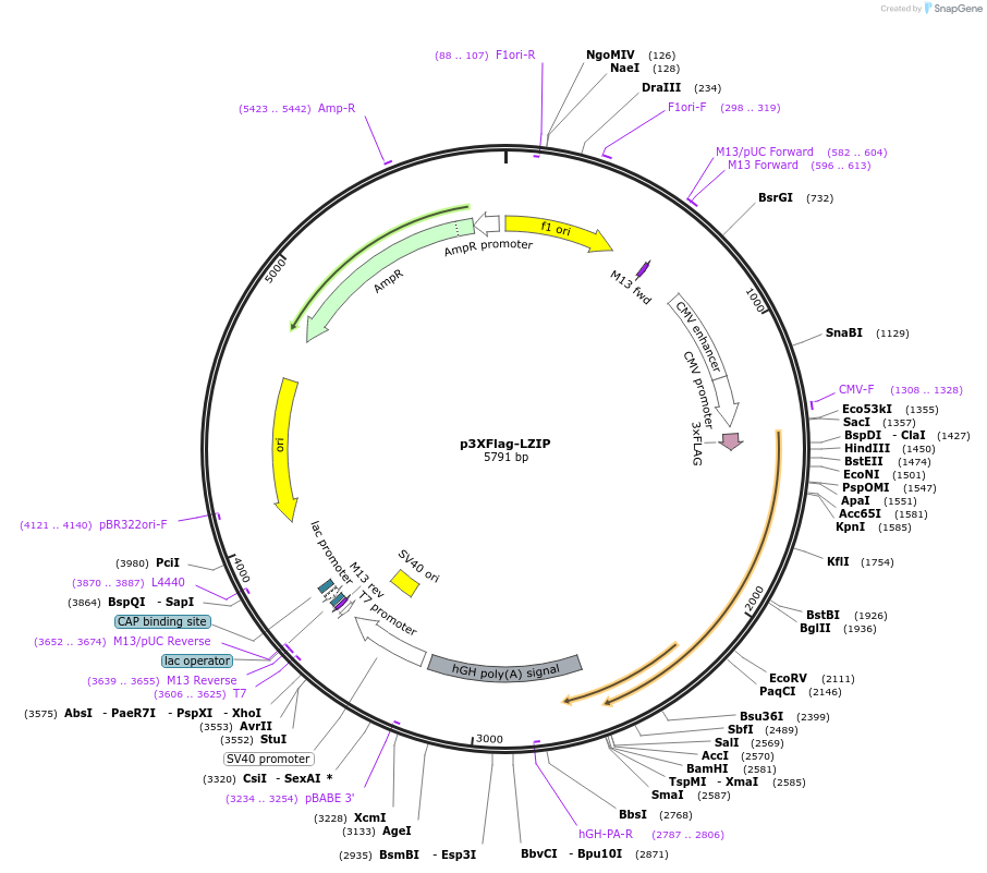 32960-plasmid-map-sequence-id-287412