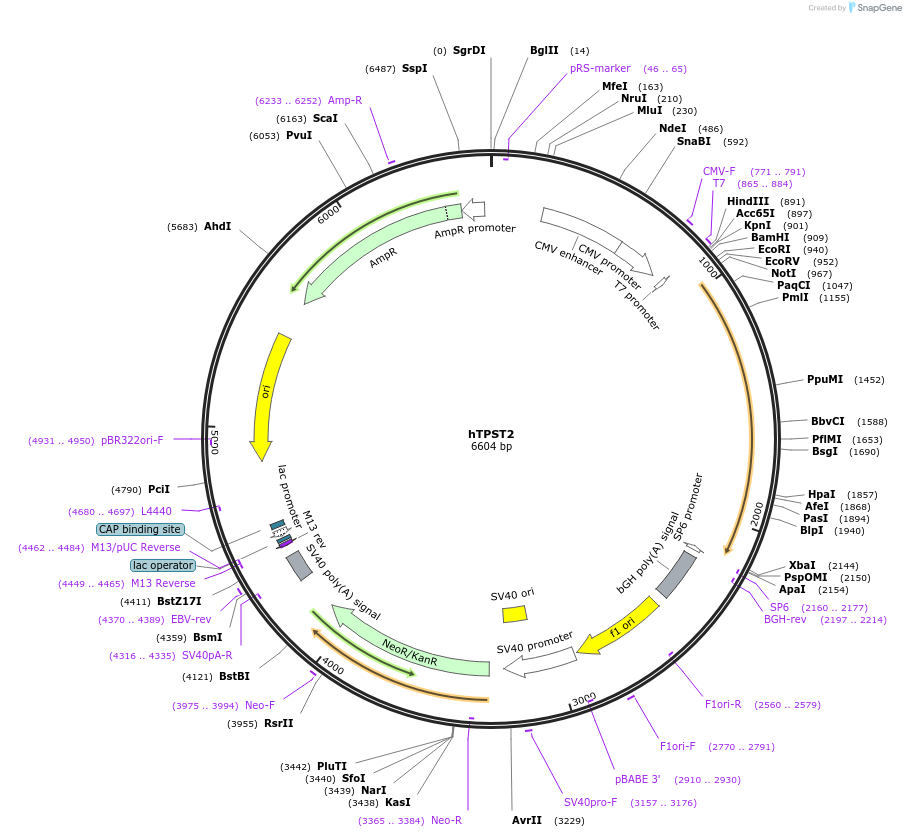 11253-plasmid-map-sequence-id-287419