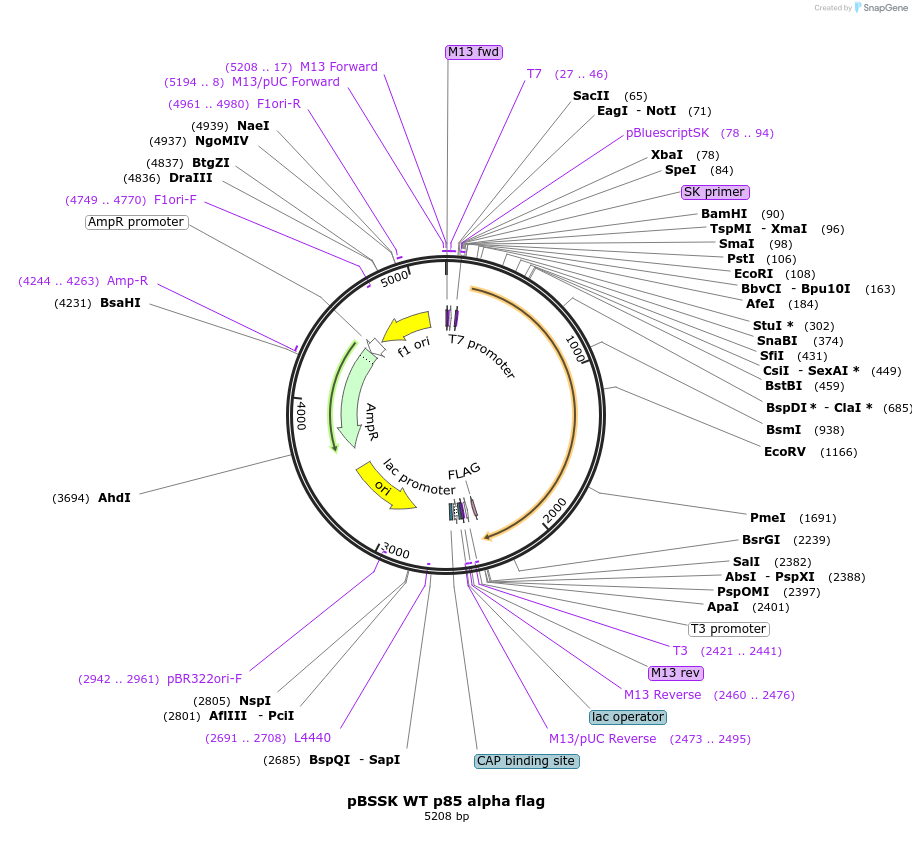 13429-plasmid-map-sequence-id-287420
