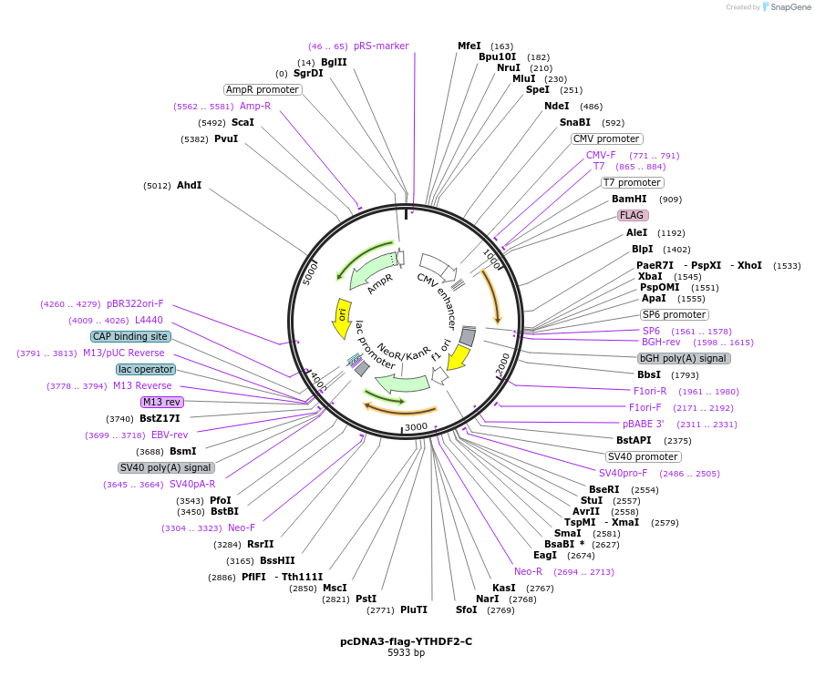 52303-plasmid-map-sequence-id-287433