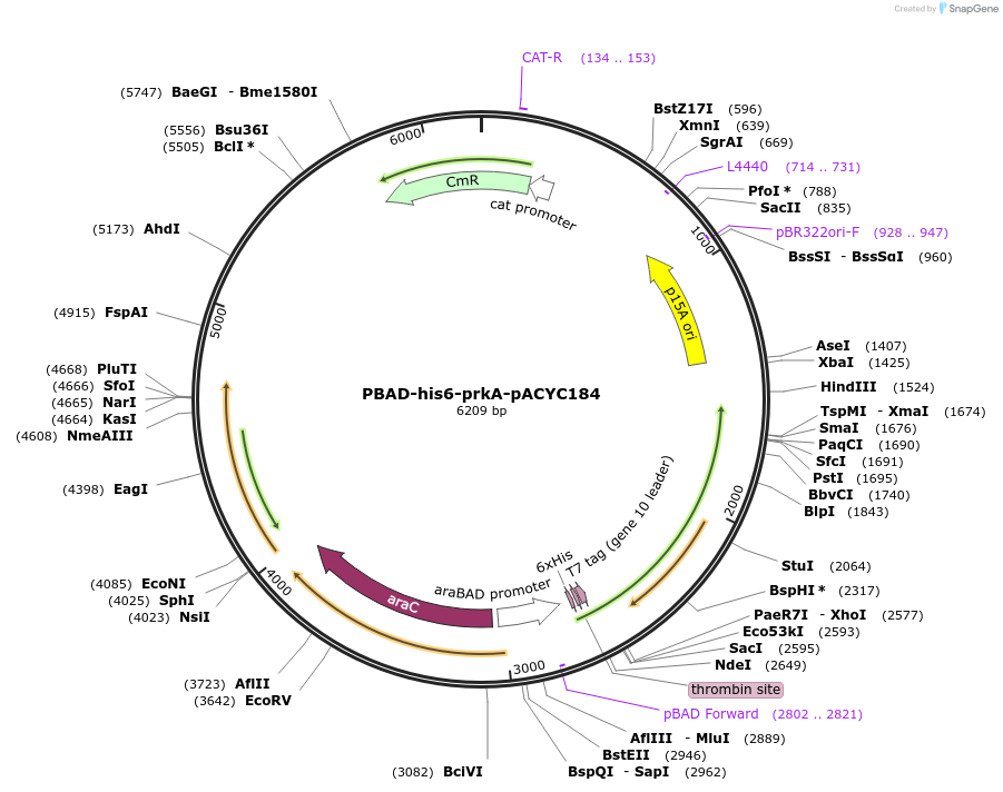 41041-plasmid-map-sequence-id-287452