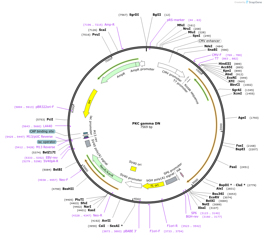 21239-plasmid-map-sequence-id-287543