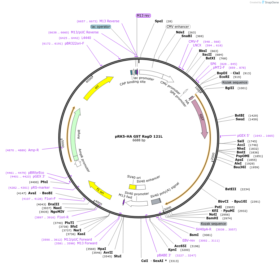 19309-plasmid-map-sequence-id-287544