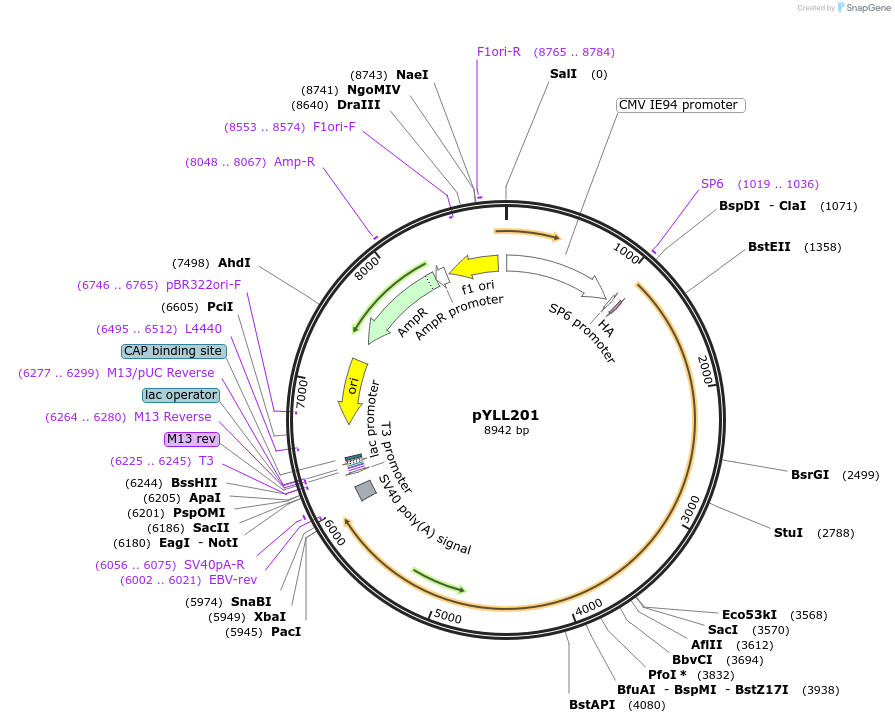 53454-plasmid-map-sequence-id-287545