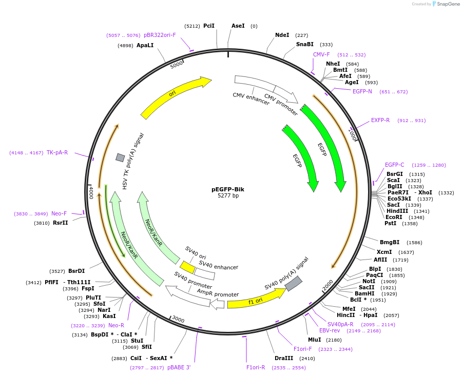 10952-plasmid-map-sequence-id-287546