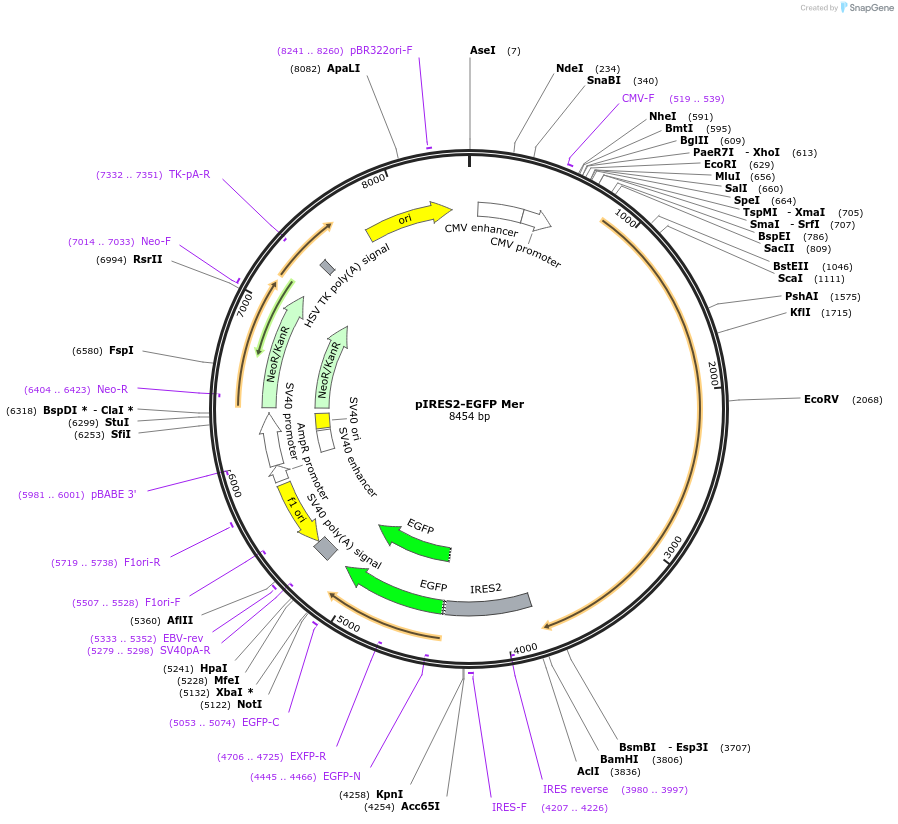 14998-plasmid-map-sequence-id-287547