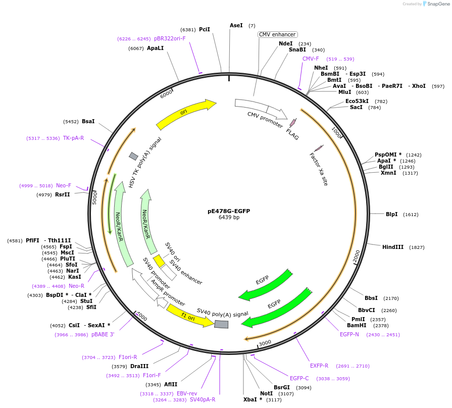68848-plasmid-map-sequence-id-287557
