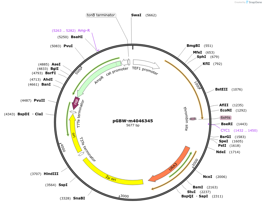 145381-plasmid-map-sequence-id-287558