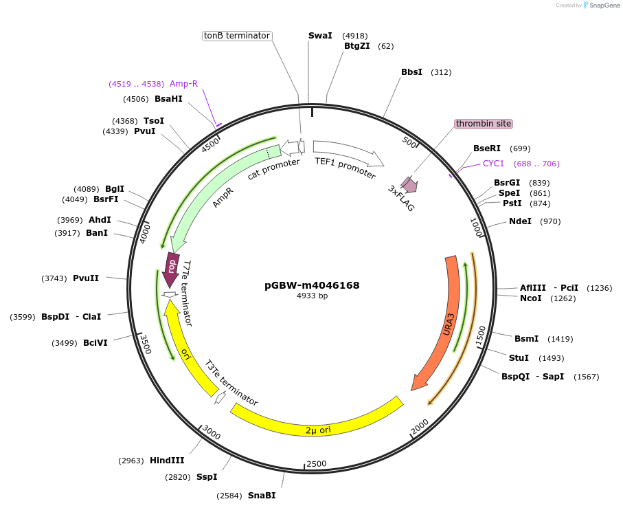 145382-plasmid-map-sequence-id-287559