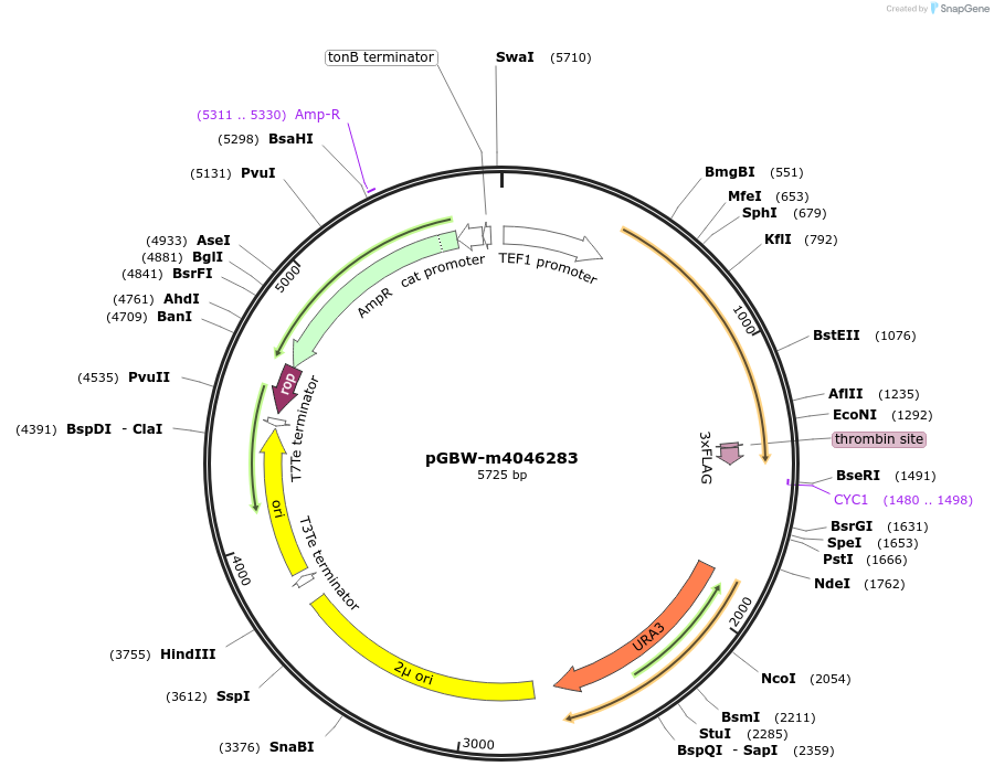 145383-plasmid-map-sequence-id-287560