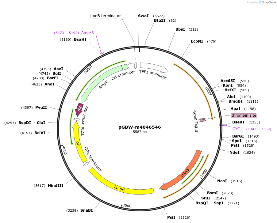 145384-plasmid-map-sequence-id-287561