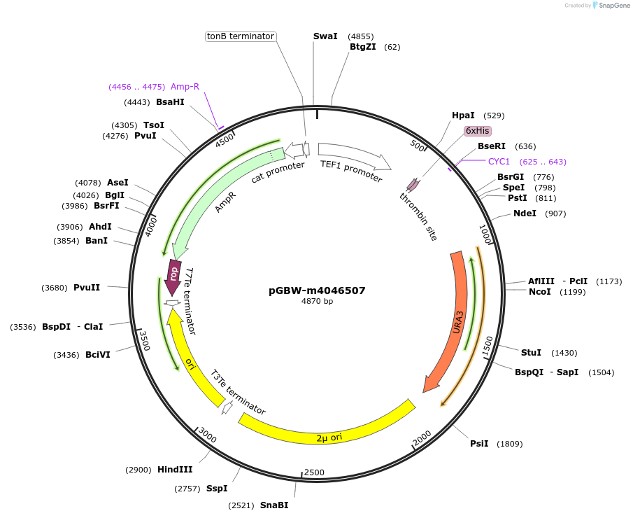 145385-plasmid-map-sequence-id-287562