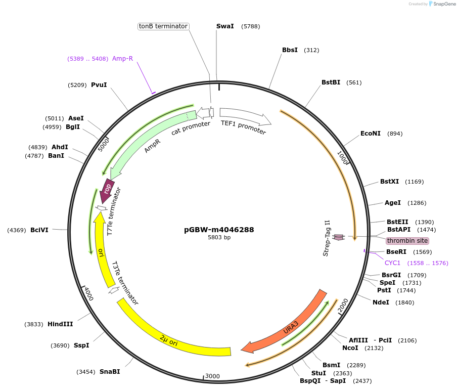 145386-plasmid-map-sequence-id-287563