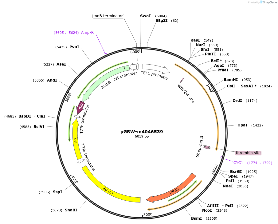 145389-plasmid-map-sequence-id-287566