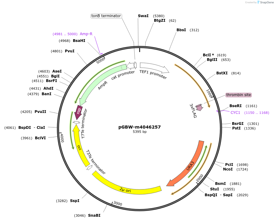 145393-plasmid-map-sequence-id-287570