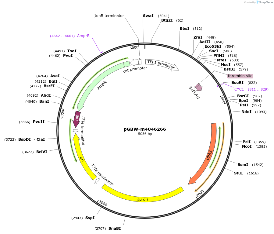 145394-plasmid-map-sequence-id-287571