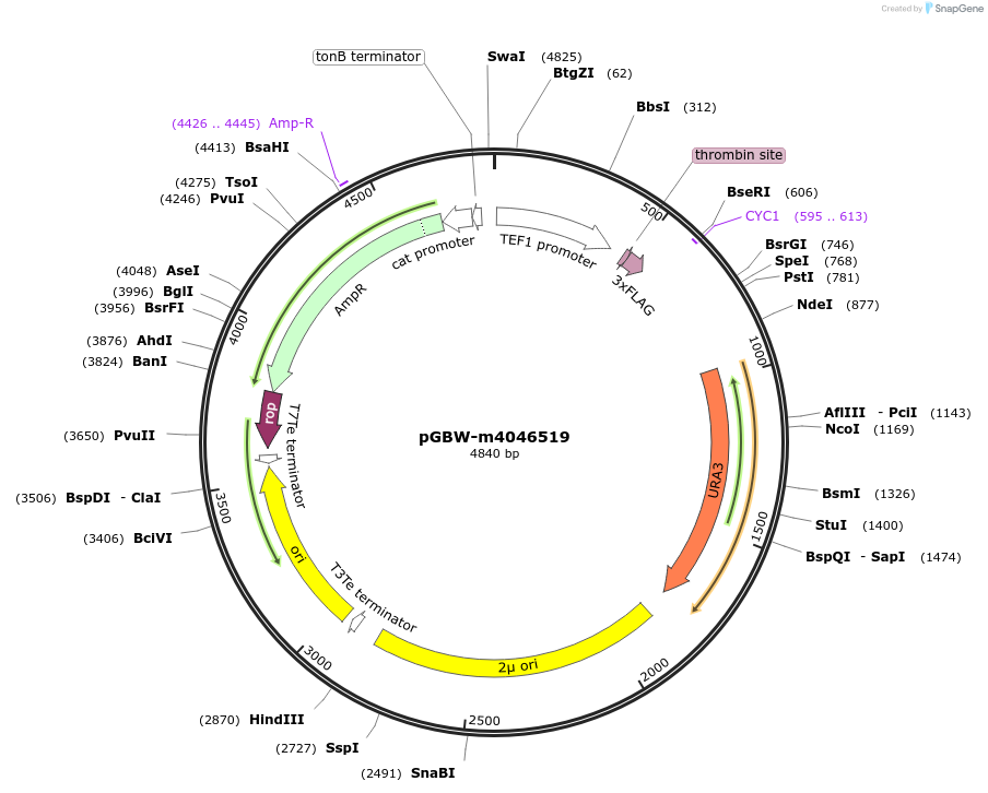 145397-plasmid-map-sequence-id-287574