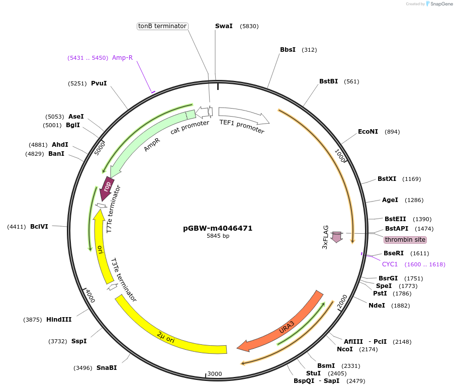 145398-plasmid-map-sequence-id-287575