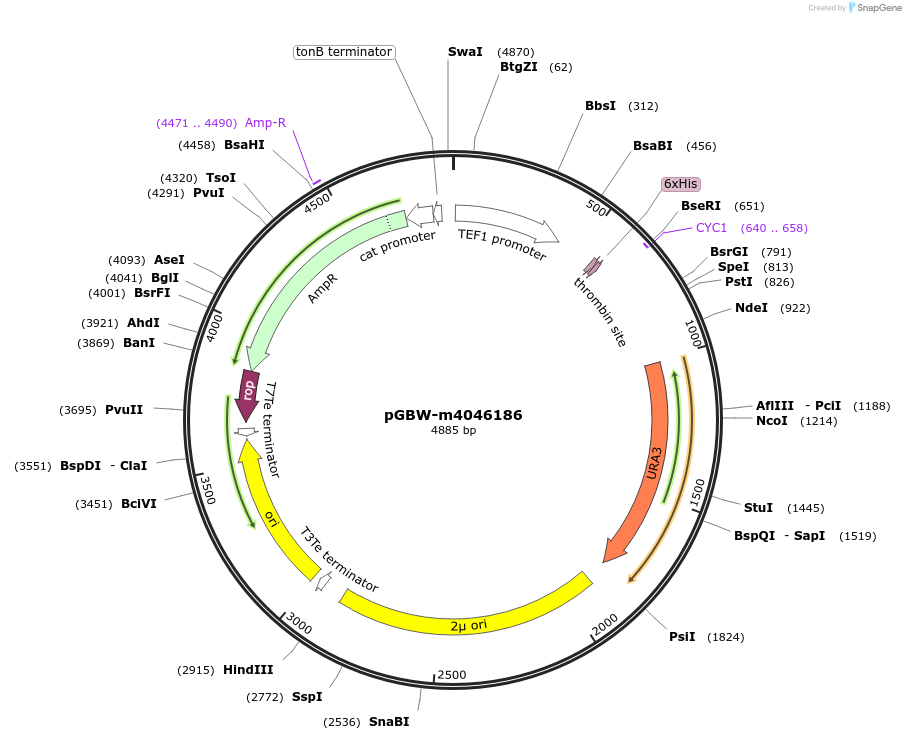 145402-plasmid-map-sequence-id-287579