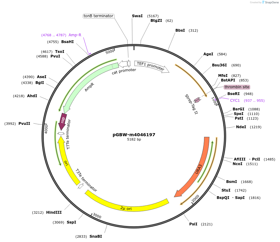 145406-plasmid-map-sequence-id-287583