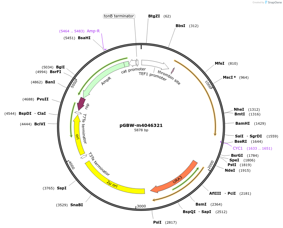 145409-plasmid-map-sequence-id-287586
