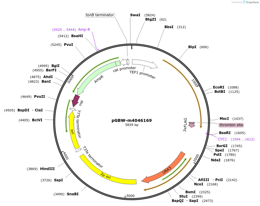 145411-plasmid-map-sequence-id-287588