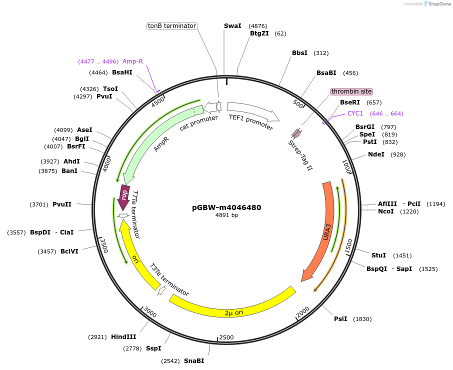145416-plasmid-map-sequence-id-287593