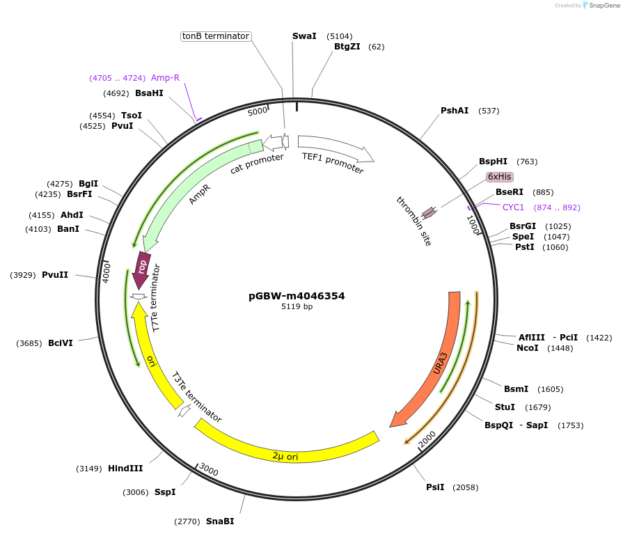 145418-plasmid-map-sequence-id-287595
